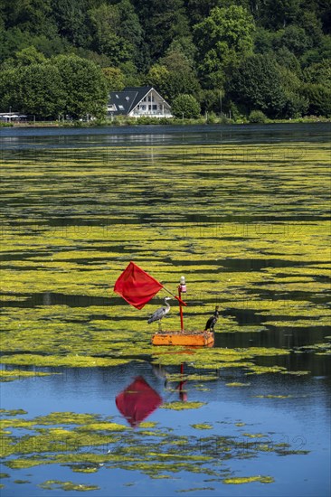 Buoy on the regatta course on Lake Baldeney, cormorant and heron hang out, the area is colonised by a carpet of plants and cannot be used, proliferating aquatic plant Elodea, waterweed, an invasive species, the fast-growing aquatic plant proliferates on large parts of the Ruhr reservoir, increased water temperatures accelerate growth, leisure boat traffic is severely impaired, Essen, North Rhine-Westphalia, Germany, Europe