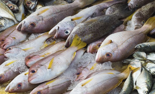 Various kind of fish on the ice in the market