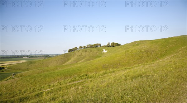 White horse in chalk scarp slope Cherhill, Wiltshire, England, UK dating from 1780