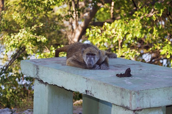 A baboon rests thoughtfully on a concrete slab with a view of the greenery, chacma baboon (Papio ursinus), Kasane, Chobe River National Park, Botswana, Africa