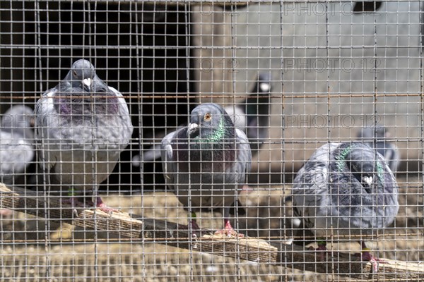 Carrier pigeons, in a pigeon loft, pigeon fancier, Mülheim, North Rhine-Westphalia, Germany, Europe