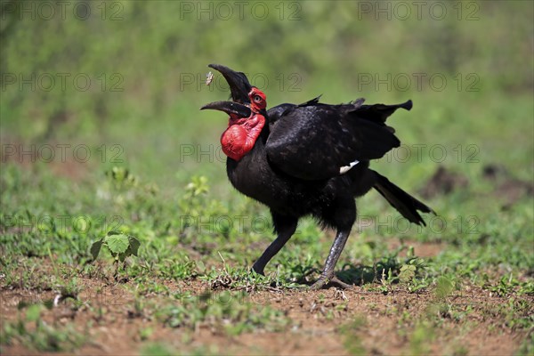 Red-faced hornbill, Southern ground hornbill, Kaffir hornbill (Bucorvus leadbeateri), adult foraging, feeding, Hluhluwe Umfolozi National Park, Hluhluwe iMfolozi National Park, KwaZulu Natal, South Africa, Africa