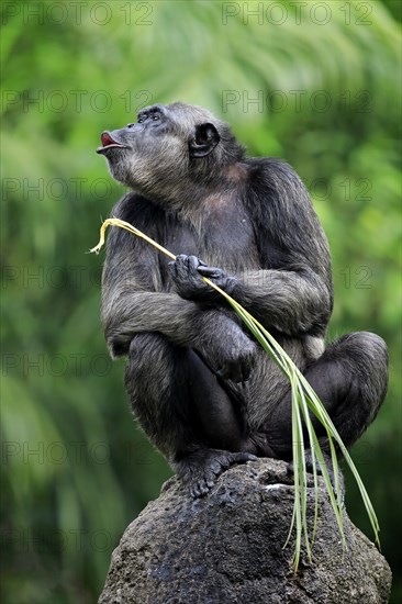 Chimpanzee (Pan troglodytes troglodytes), adult female, used, calling tool, termite mound