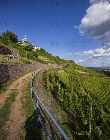 Weingut am Goldenen Wagen. The Spitzhaus is a former summer residence in the Saxon town of Radebeul. The building, which can be seen from afar, is located on the edge of the slope of the Elbe valley basin above Hoflößnitz in the Oberlößnitz district. Even after its renovation and reopening in 1997, the heritage-protected (1) landmark of Radebeul at Spitzhausstraße 36 still serves as an excursion restaurant with a sweeping view over the Elbe valley and as far as Dresden, vineyards in Radebeul, Radebeul, Saxony, Germany, Europe