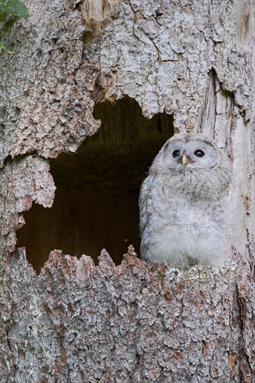 Ural owl (Strix uralensis) young bird, Bavaria, Germany, Europe