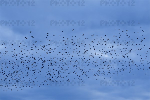 Flock of starlings in flight at dusk