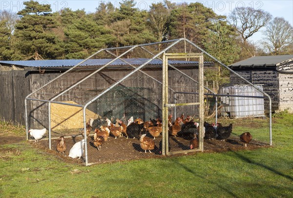 Hens outside in cage area protecting them from predators with access to barn, UK