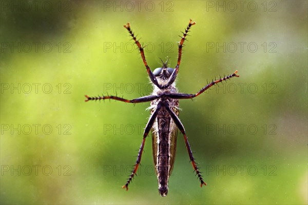 Insect in bottom view on a glass pane in front of a natural green background, Witten, Ruhr area, North Rhine-Westphalia, Germany, Europe