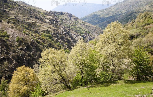 Landscape of the River Rio Poqueira gorge valley, High Alpujarras, Sierra Nevada, Granada Province, Spain, Europe