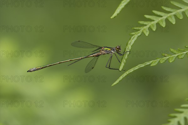 Emerald damselfly (Lestes sponsa) adult female insect resting on a Bracken leaf, Suffolk, England, United Kingdom, Europe