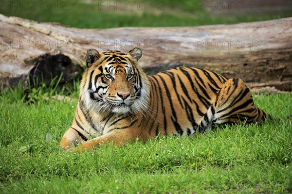 Sumatran Tiger (Panthera tigris sumatrae), adult male alert, Sumatra