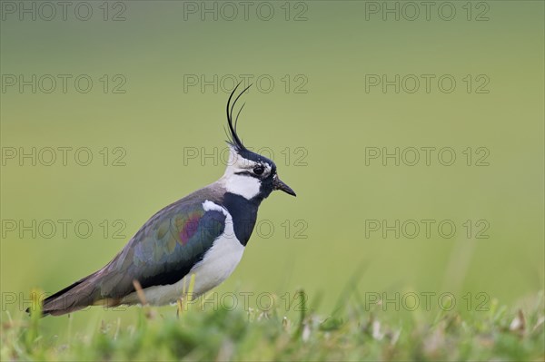 Northern lapwing (Vanellus vanellus), Lower Saxony, Germany, Europe