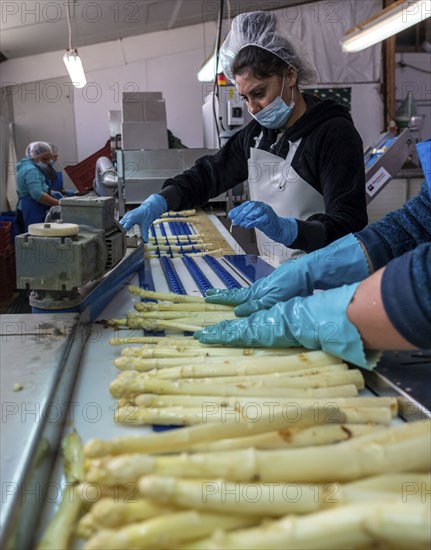 Asparagus farm, white asparagus is washed, cut and sorted by quality after harvesting, near Dormagen, Rhineland, North Rhine-Westphalia, Germany, Europe