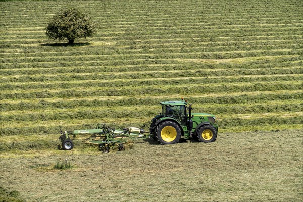 Hay harvest, in a meadow near Duisburg-Baerl, tractor with roundabout tedder, a hay tedder that piles up the cut grass in strips so that it can later be picked up and utilised, North Rhine-Westphalia, Germany, Europe