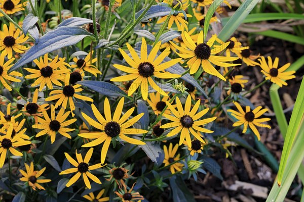 Orange coneflower (Rudbeckia fulgida), flowering, flower, Ellerstadt, Germany, Europe