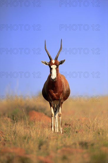 Bontebok (Damaliscus pygargus), adult, alert, foraging, Mountain Zebra National Park, South Africa, Africa