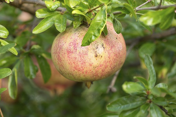 Ripe pomegranate (Punica granatum) on a tree, Genoa, Italy, Europe