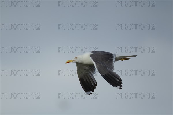 Lesser black-backed gull (Larus fuscus) adult bird in flight, Suffolk, England, United Kingdom, Europe