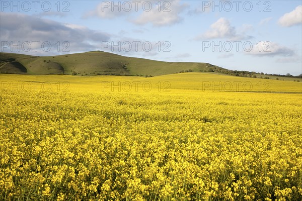 Yellow oil seed rape crop flowering with chalk scarp slope at Alton Barnes, Wiltshire, England, United Kingdom, Europe