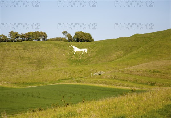 White horse in chalk scarp slope Cherhill, Wiltshire, England, UK dating from 1780