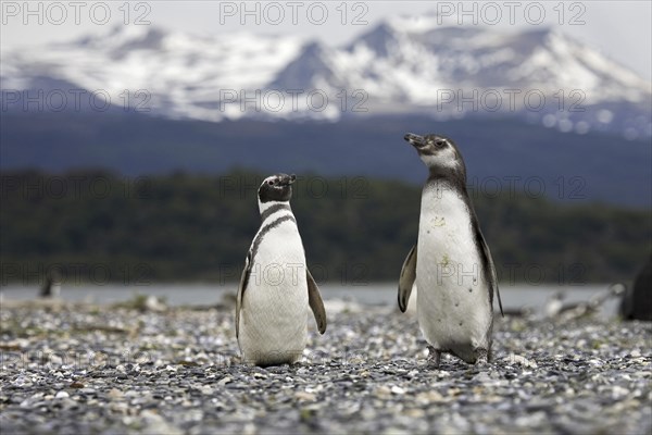 Magellanic Penguins (Spheniscus magellanicus) on Isla Yecapasela at Estancia Harberton, Ushuaia, Argentina, South America