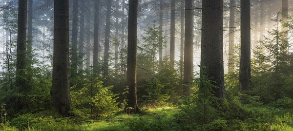 Panorama, spruce forest with natural regeneration, sun shining through morning fog, Thuringian Forest, Thuringia, Germany, Europe