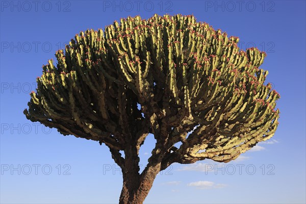 Euphorbia candelabrum, Euphorbia tree, spurge plant, Ethiopia, Africa