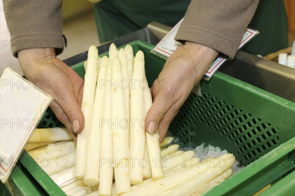 Verkäuferin hält einen Spargelbund in ihren Händen (Sales woman holding a bunch of asparagus in her hands)