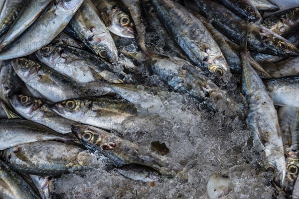 Fish on display, ice, iced, fresh, chilled, shelf life, preserve, preservation, food, nutrition, eating, healthy, industry, fish, quantity, restaurant, marine fish, seafood, fish shop, Thailand, Asia