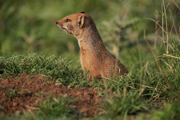 Yellow mongoose (Cynictis penicillata), adult, at the den, alert, portrait, Mountain Zebra National Park, Eastern Cape, South Africa, Africa