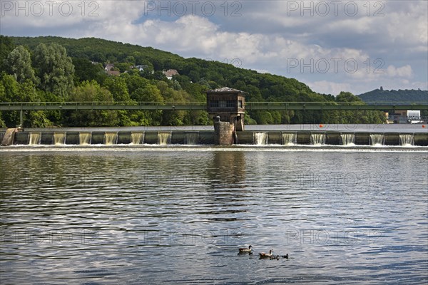 Nile goose family (Alopochen aegyptiaca) at the weir of the Stiftsmühle run-of-river power station, Herdecke, North Rhine-Westphalia, Germany, Europe