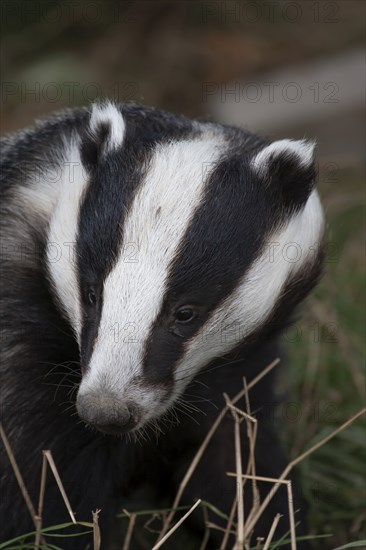 European badger (Meles meles) adult animal portrait, United Kingdom, Europe