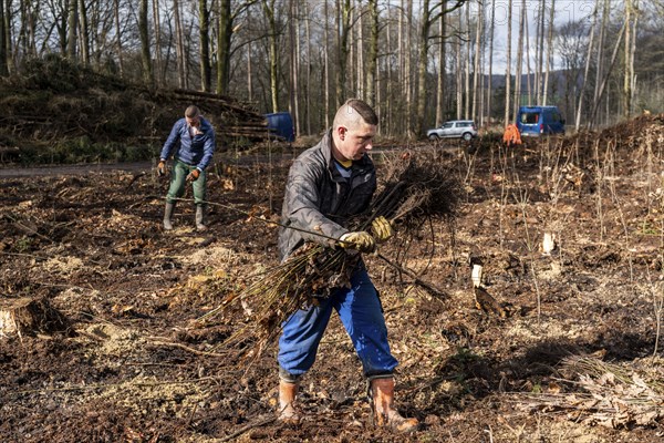 Reforestation in the Arnsberg forest near Rüthen-Nettelstädt, district of Soest, forestry workers distribute young oak trees, 2 years old, to previously drilled holes to plant them, on the site of a spruce forest that had died due to heavy bark beetle infestation and was felled, North Rhine-Westphalia, Germany, Europe