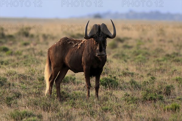 White-tailed wildebeest (Connochaetes gnou), adult, alert, Mountain Zebra National Park, Eastern Cape, South Africa, Africa