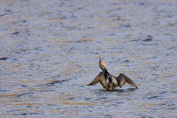 Black-throated loon (Gavia arctica), adult bird with spread wings rising from the water, Varanger, Finnmark, Norway, Europe