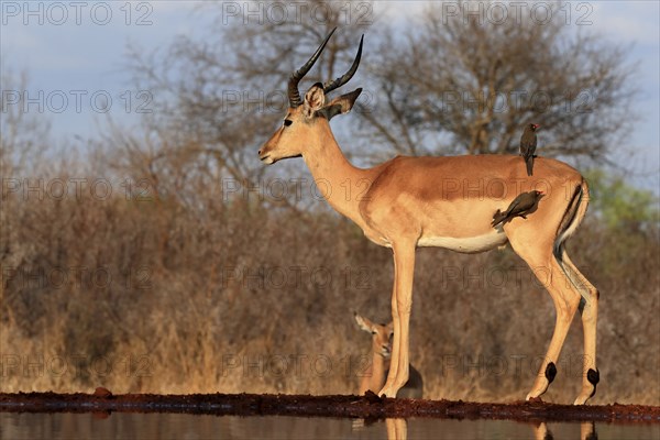 Black heeler antelope (Aepyceros melampus), adult, male, at the water, with red-billed oxpecker (Buphagus erythrorhynchus), symbiosis, Kruger National Park, Kruger National Park, Kruger National Park South Africa