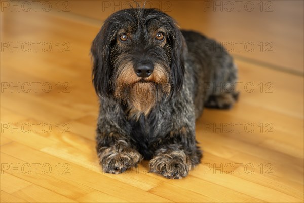 Rough-haired dachshund, male, 3 years, lying on parquet floor, Stuttgart, Baden-Württemberg, Germany, Europe