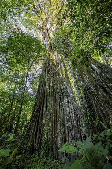 Giant strangler fig (Ficus americana), in the rainforest, Corcovado National Park, Osa, Puntarena Province, Costa Rica, Central America