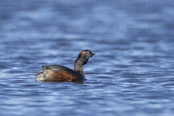 Black necked grebe (Podiceps nigricollis) adult bird in breeding plumage shaking water off its head on a lake, Yorkshire, England, United Kingdom, Europe