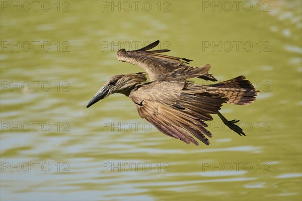 Hamerkop (Scopus umbretta) flying, captive, distribution Africa