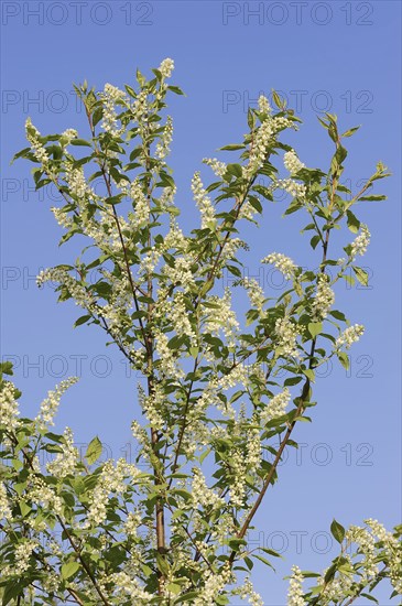 Common weeping cherry (Prunus padus, Padus avium), flowering, North Rhine-Westphalia, Germany, Europe