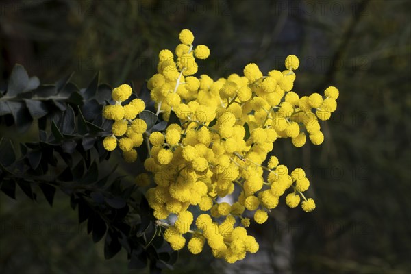 (Acacia cultriformis) Knife-leaf acacia, dogtooth acacia, half-moon acacia, golden-glow acacia, Australia, Oceania