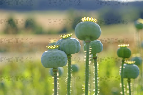 Poppy, (Papaver somniferum), poppy capsule, poppy field, Waldviertel grey poppy, poppy village Armschlag, Waldviertel, Lower Austria, Austria, Europe