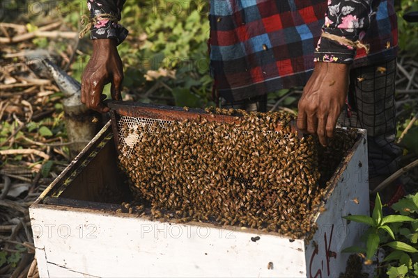 Bee keepers working in a bee farm near a masturd field in a village in Barpeta district of Assam in India on Wednesday 22 December 2021. The beekeeping business is one of the most profitable businesses in India. India has more than 3.5 million bee colonies. Indian apiculture market size is expected to reach a value of Rs 33, 128 million by 2024