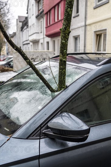 North Rhine-Westphalia, Germany, storm damage, a good 4 metre long branch was broken off by the storm during storm Zoltan and smashed through the windscreen of a parked vehicle, Essen, Europe