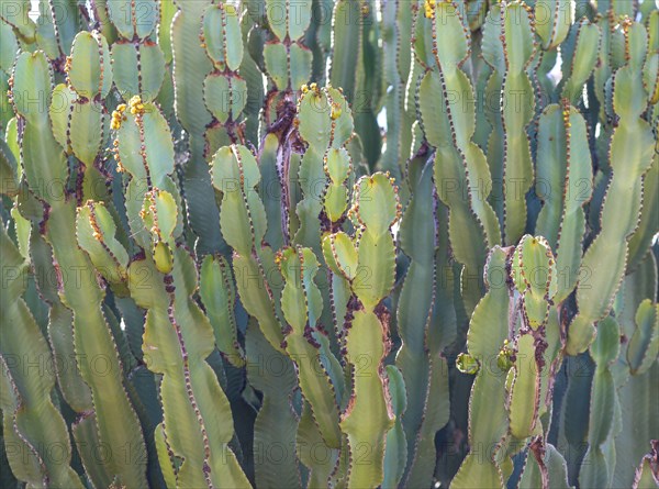 Canary Island spurge or Canary Island spurge (Euphorbia canariensis), dense field of succulents with green tones and yellow and red accents on the edges and tips, Majorca, Spain, Europe