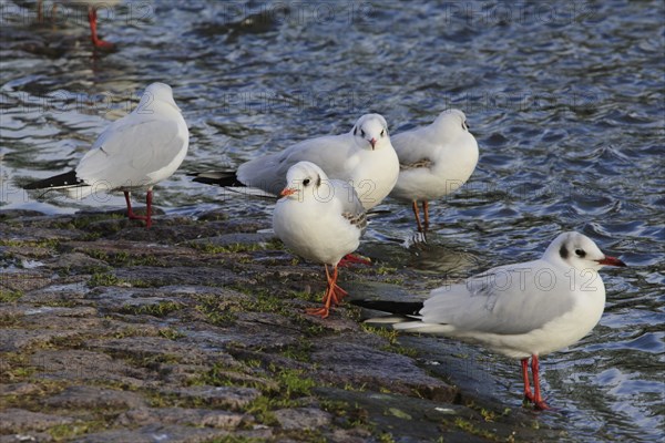 Gulls (Larinae) on the Elbe in winter, Saxony, Germany, Europe