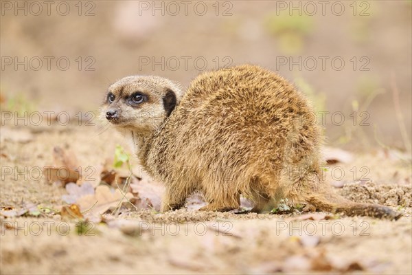 Meerkat (Suricata suricatta) standing on the ground, Bavaria, Germany, Europe