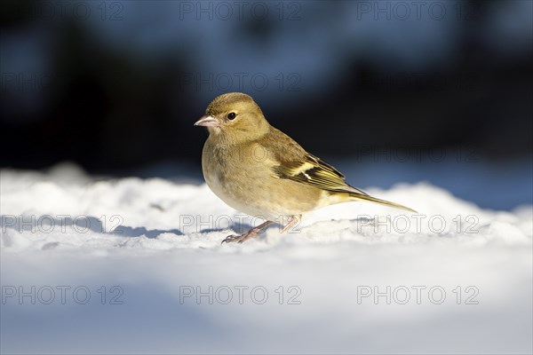 Chaffinch (Fringilla coelebs), female, in the snow, winter feeding, Oberhausen, Ruhr area, North Rhine-Westphalia, Germany, Europe