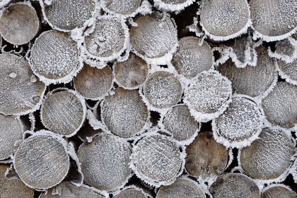 Logs, stacked spruce trees (Picea abies), cut surfaces with hoarfrost, Arnsberg Forest nature park Park, North Rhine-Westphalia, Germany, Europe